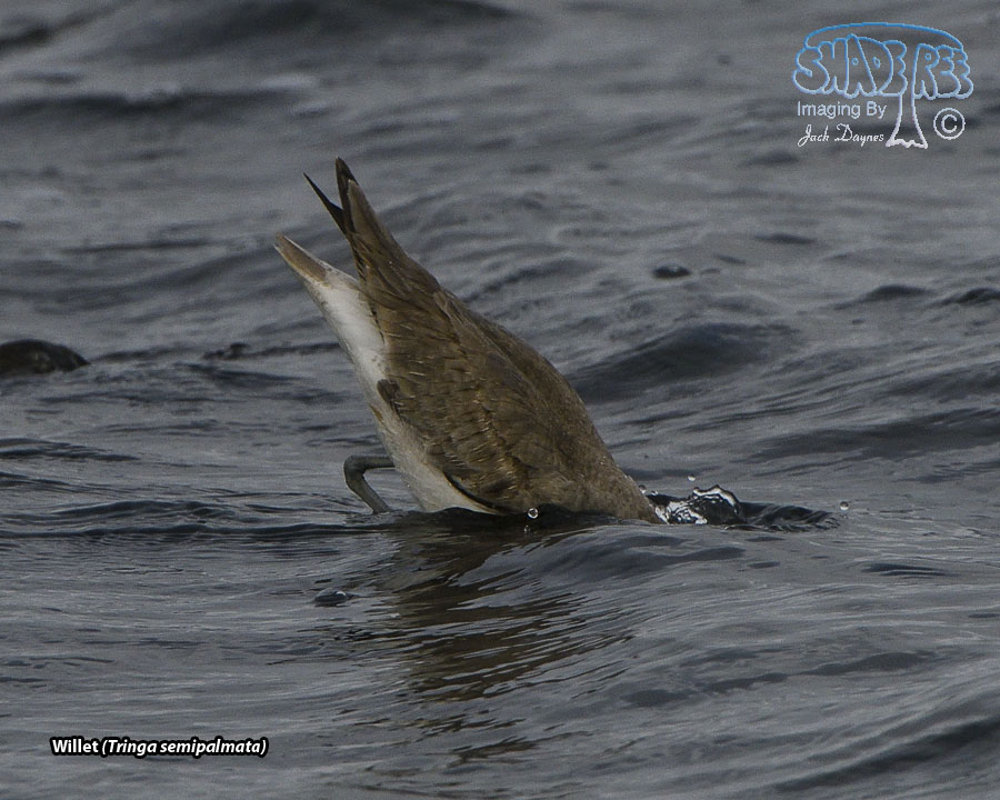 Willet - Tringa semipalmata