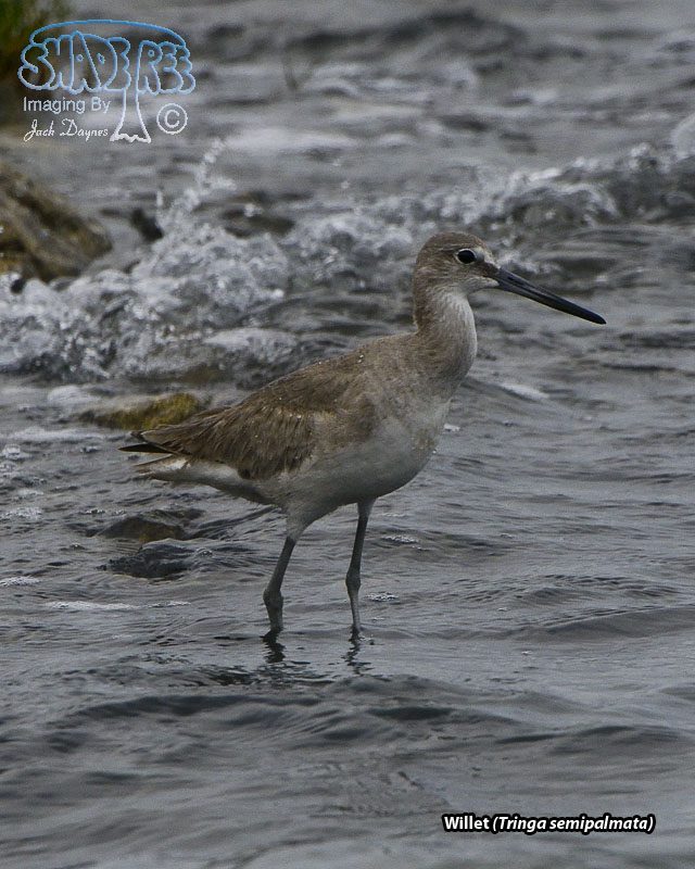 Willet - Tringa semipalmata