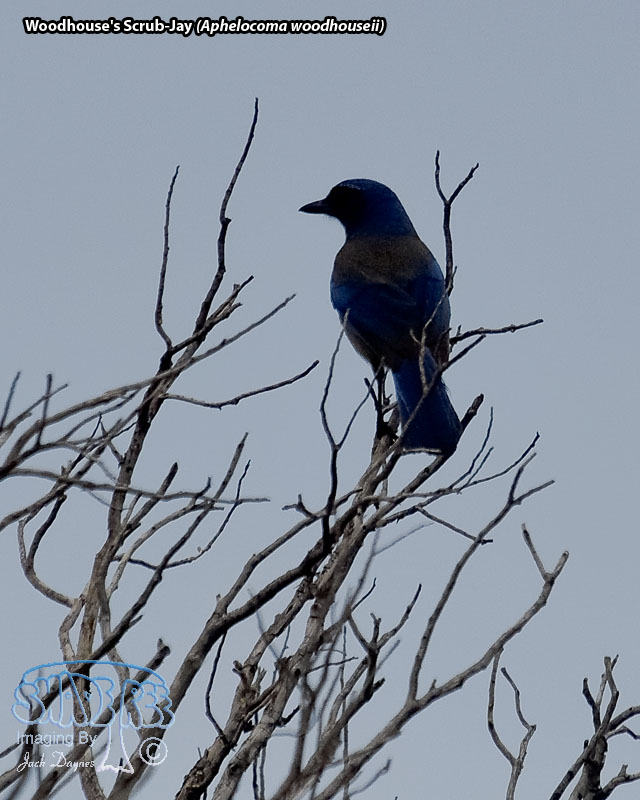Woodhouse's Scrub-Jay - Aphelocoma woodhouseii