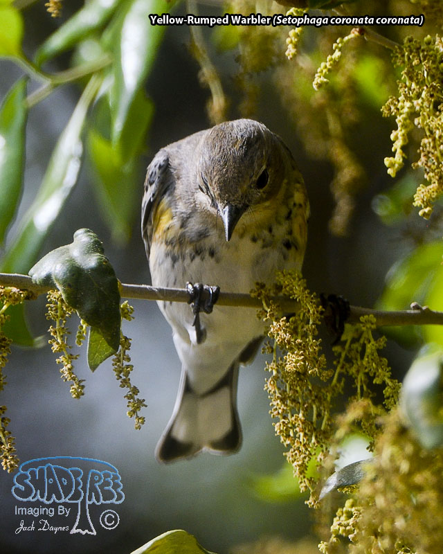 Yellow-Rumped Warbler - Setophaga coronata coronata