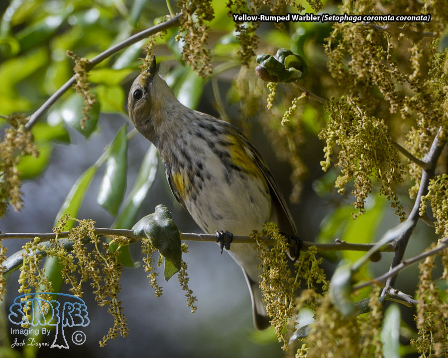 Yellow-Rumped Warbler - Setophaga coronata coronata