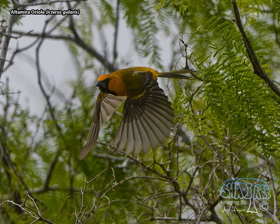 Altamira Oriole - Icterus gularis