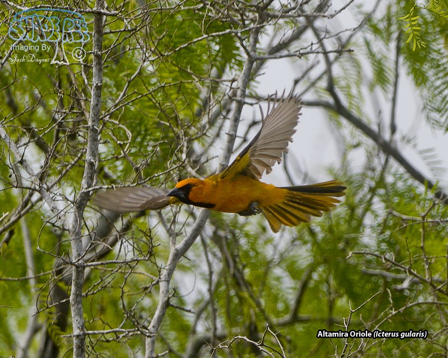 Altamira Oriole - Icterus gularis