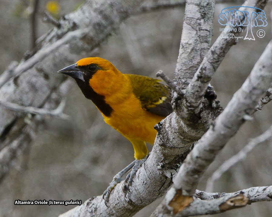 Altamira Oriole - Icterus gularis