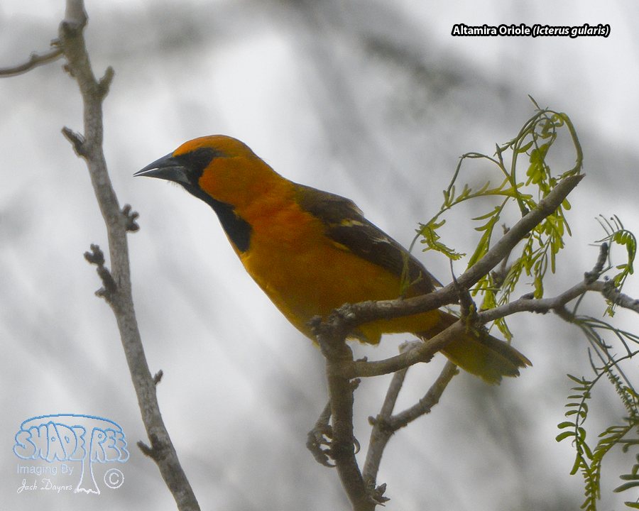 Altamira Oriole - Icterus gularis