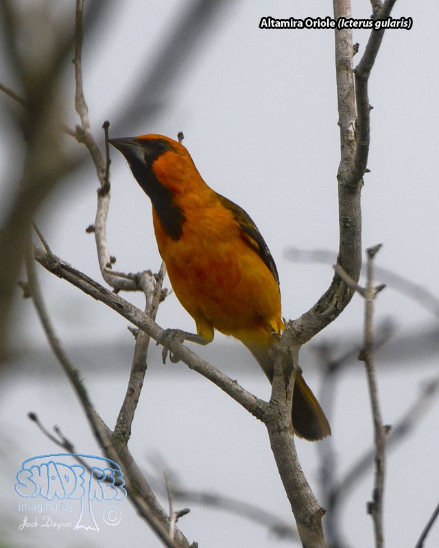 Altamira Oriole - Icterus gularis