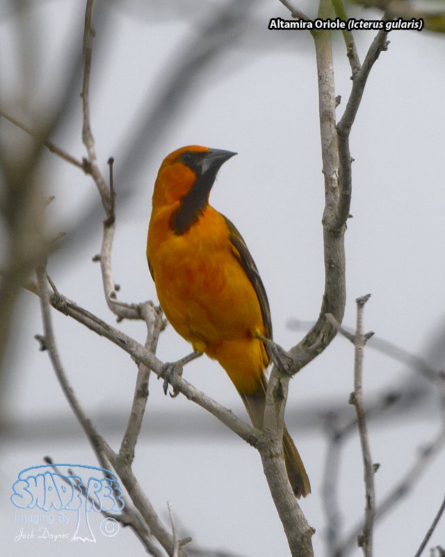 Altamira Oriole - Icterus gularis