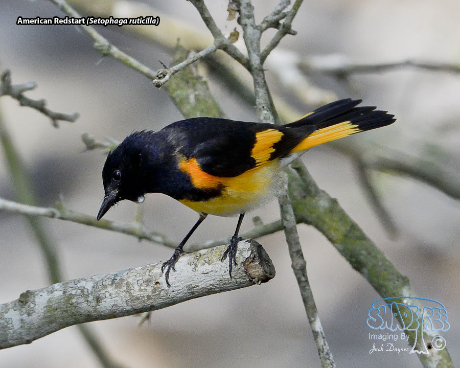 American Redstart - Setophaga ruticilla