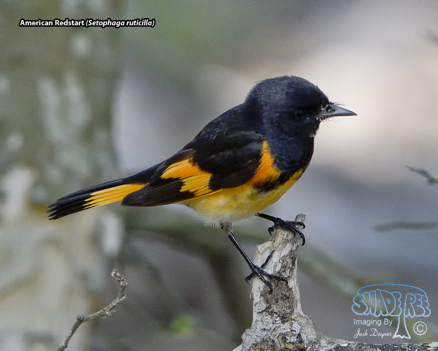 American Redstart - Setophaga ruticilla