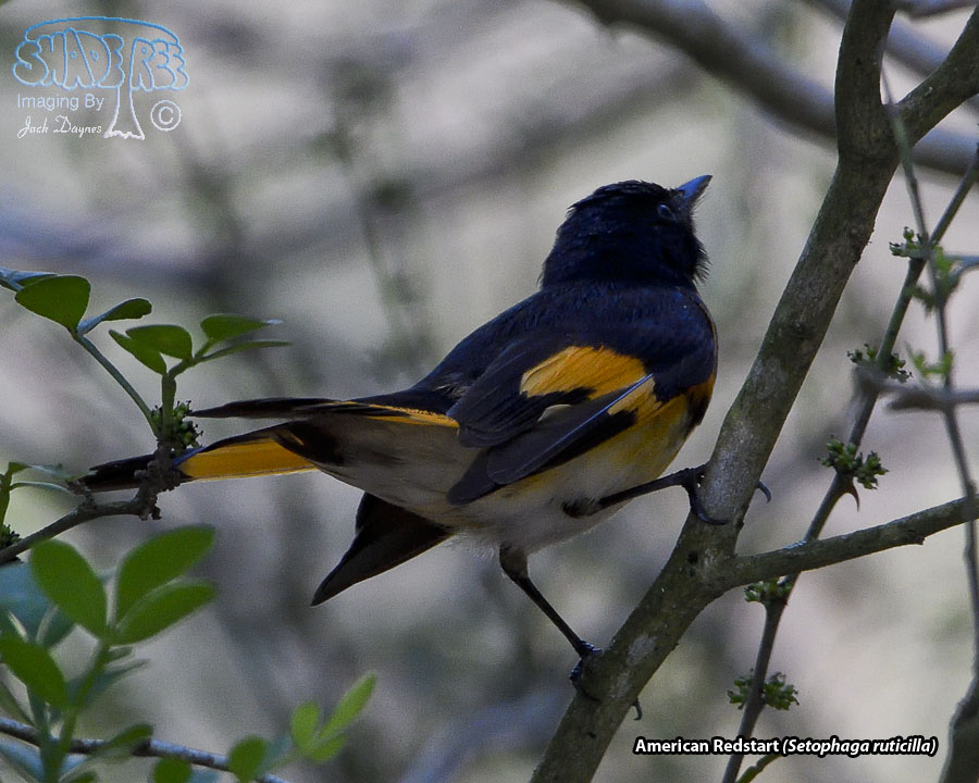 American Redstart - Setophaga ruticilla