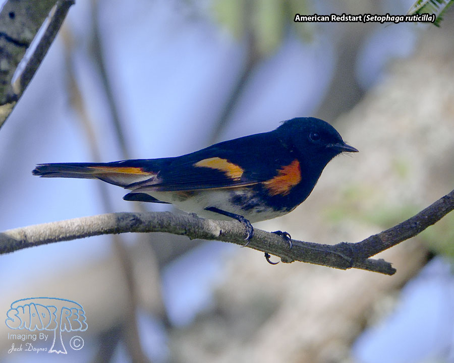 American Redstart - Setophaga ruticilla