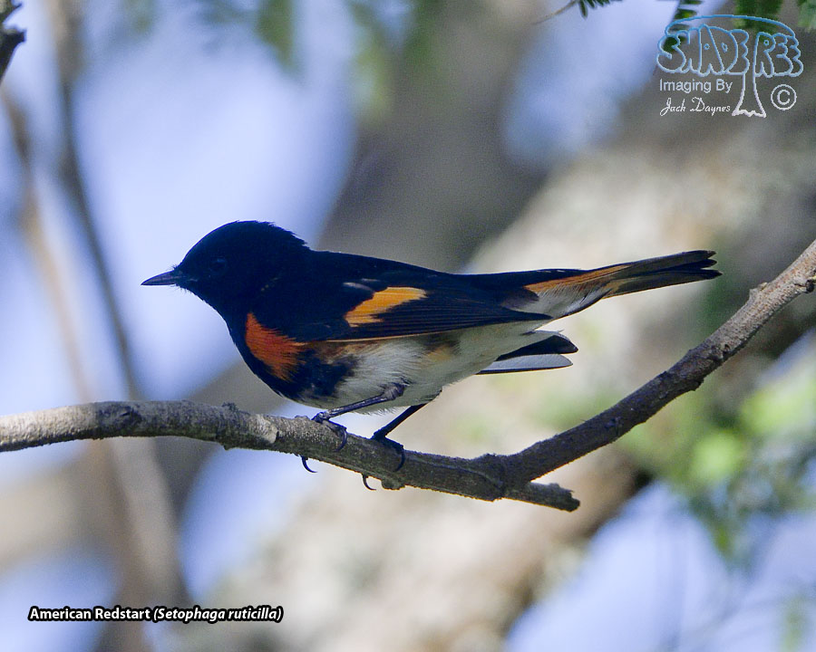 American Redstart - Setophaga ruticilla
