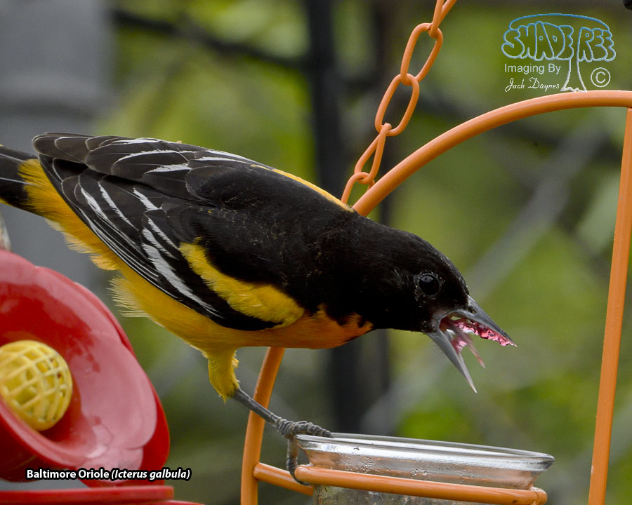 Baltimore Oriole - Icterus galbula