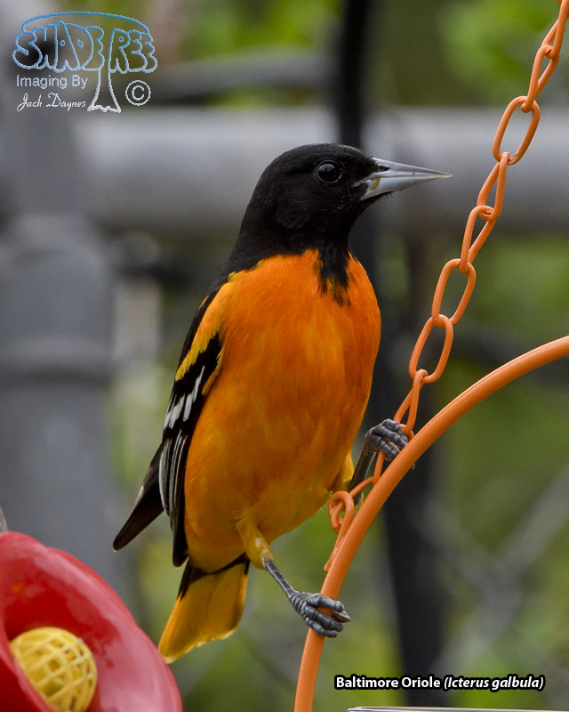 Baltimore Oriole - Icterus galbula