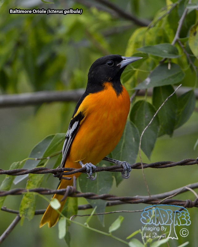 Baltimore Oriole - Icterus galbula