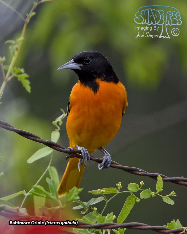 Baltimore Oriole - Icterus galbula