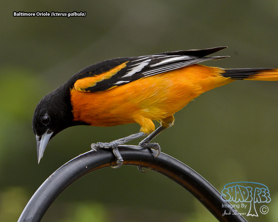 Baltimore Oriole - Icterus galbula
