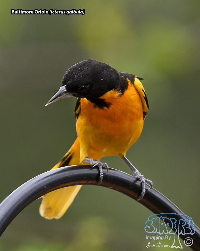Baltimore Oriole - Icterus galbula
