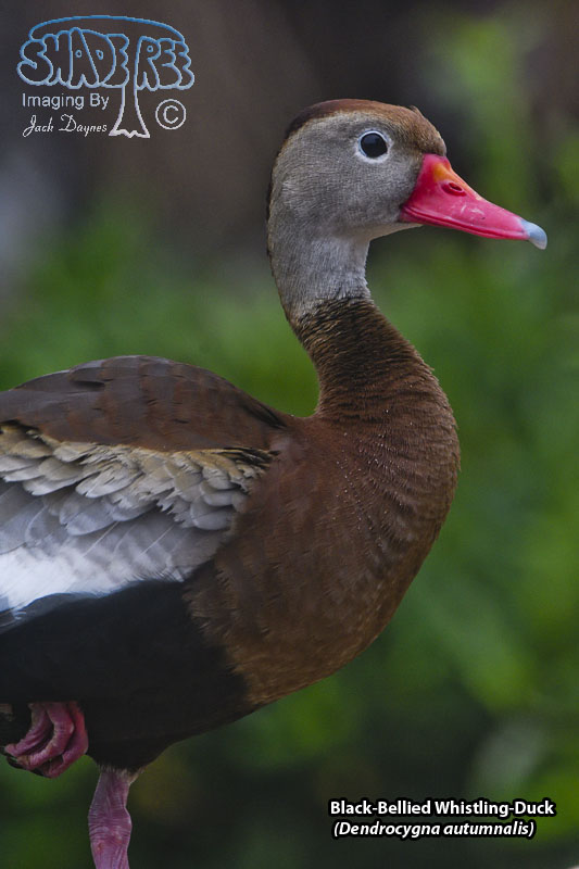 Black-Bellied Whistling-Duck - Dendrocygna autumnalis