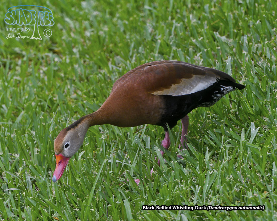 Black-Bellied Whistling-Duck - Dendrocygna autumnalis