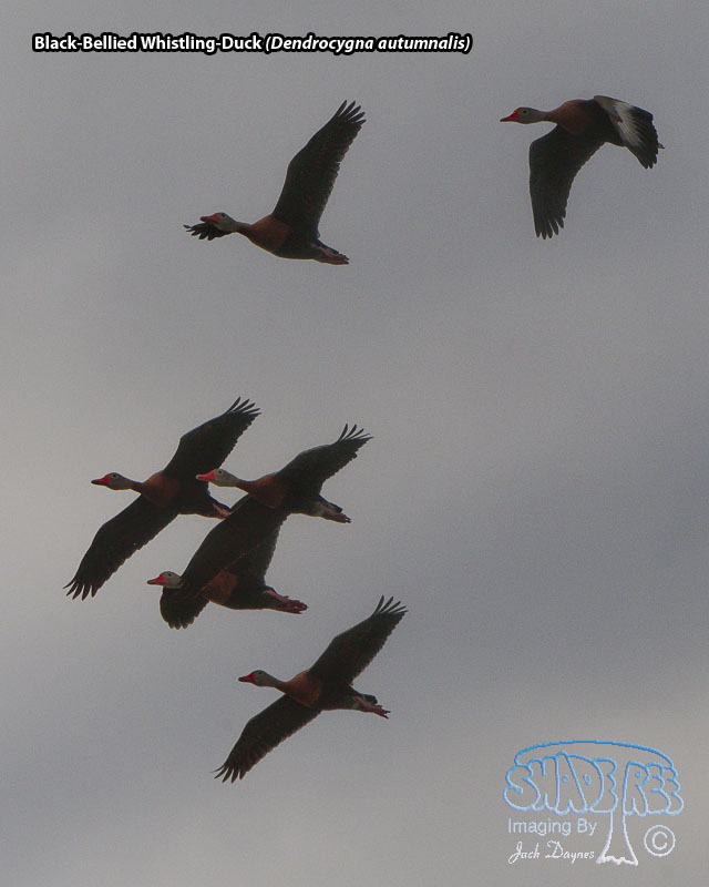 Black-Bellied Whistling-Duck - Dendrocygna autumnalis