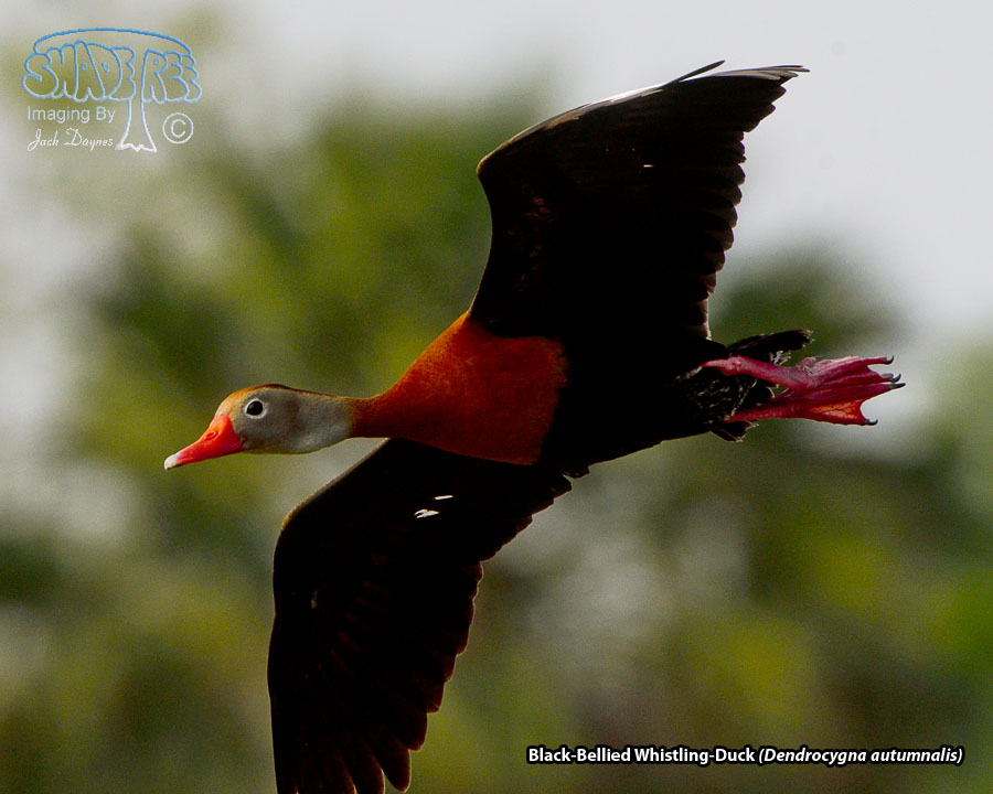 Black-Bellied Whistling-Duck - Dendrocygna autumnalis