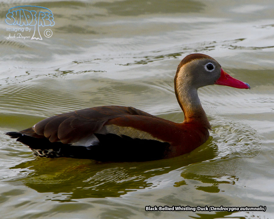 Black-Bellied Whistling-Duck - Dendrocygna autumnalis