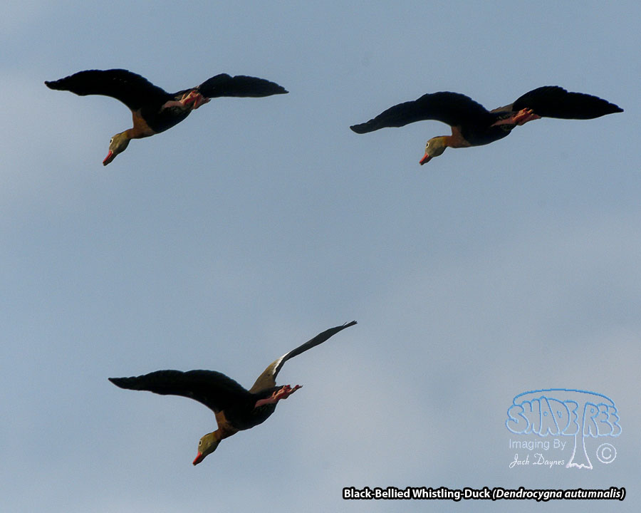 Black-Bellied Whistling-Duck - Dendrocygna autumnalis