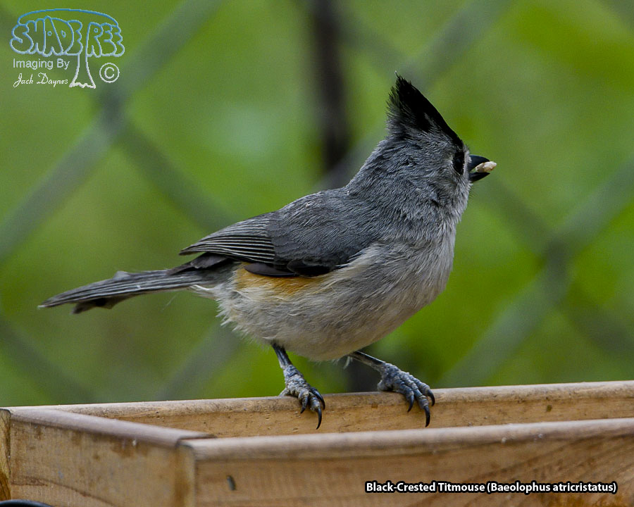 Black-Crested Titmouse - Baeolophus atricristatus