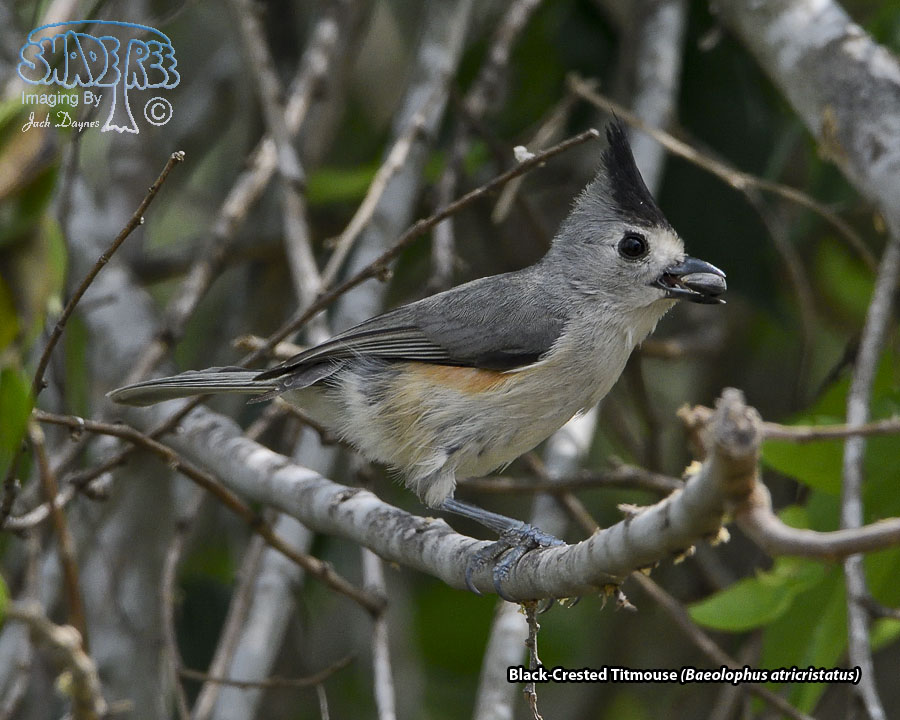 Black-Crested Titmouse - Baeolophus atricristatus