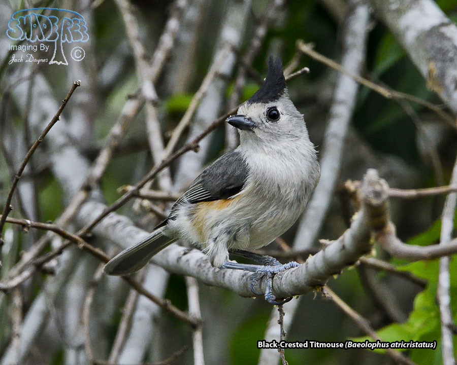 Black-Crested Titmouse - Baeolophus atricristatus