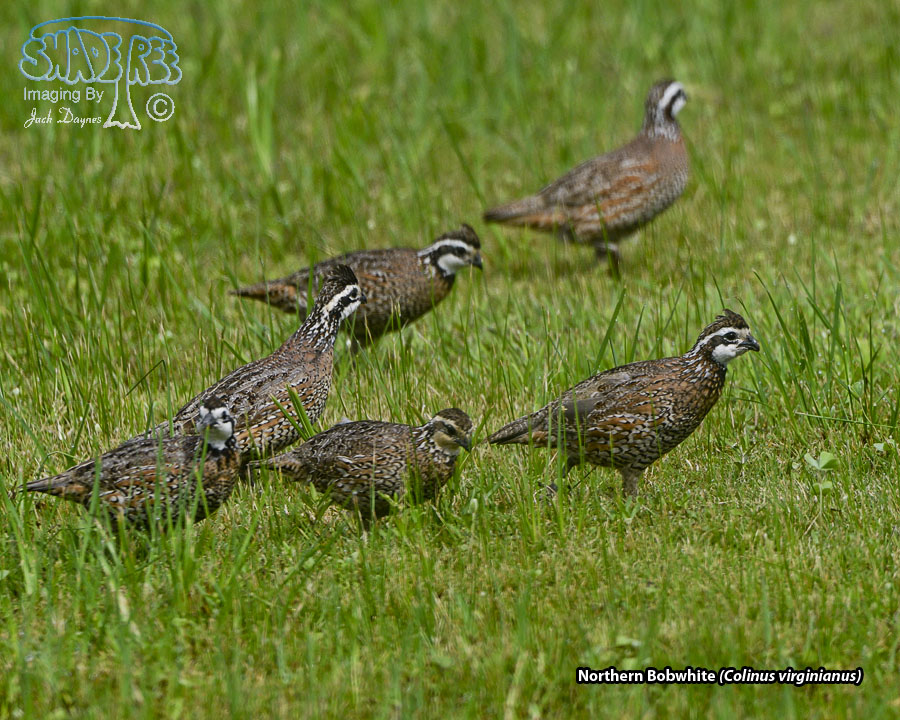 Northern Bobwhite - Colinus virginianus