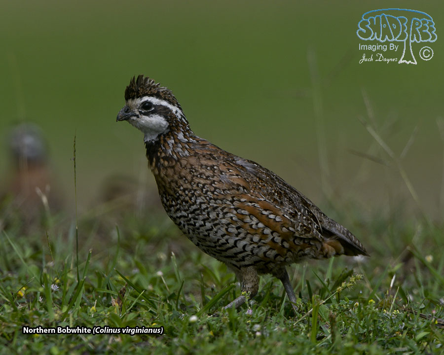 Northern Bobwhite - Colinus virginianus