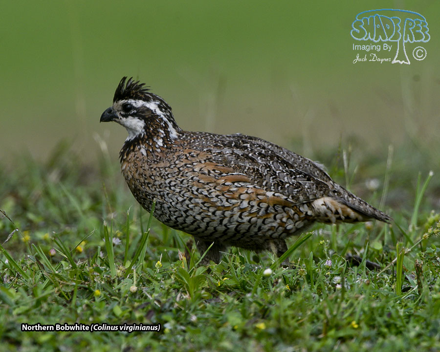 Northern Bobwhite - Colinus virginianus