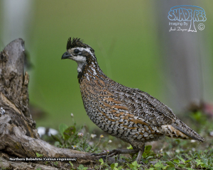 Brownsville Birds: Texas Quail