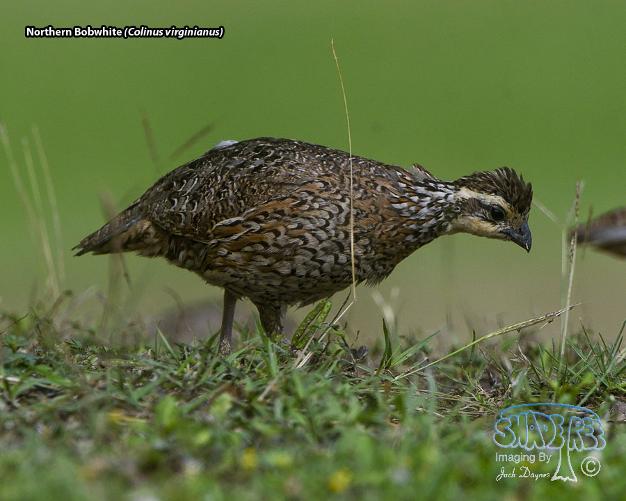 Northern Bobwhite - Colinus virginianus