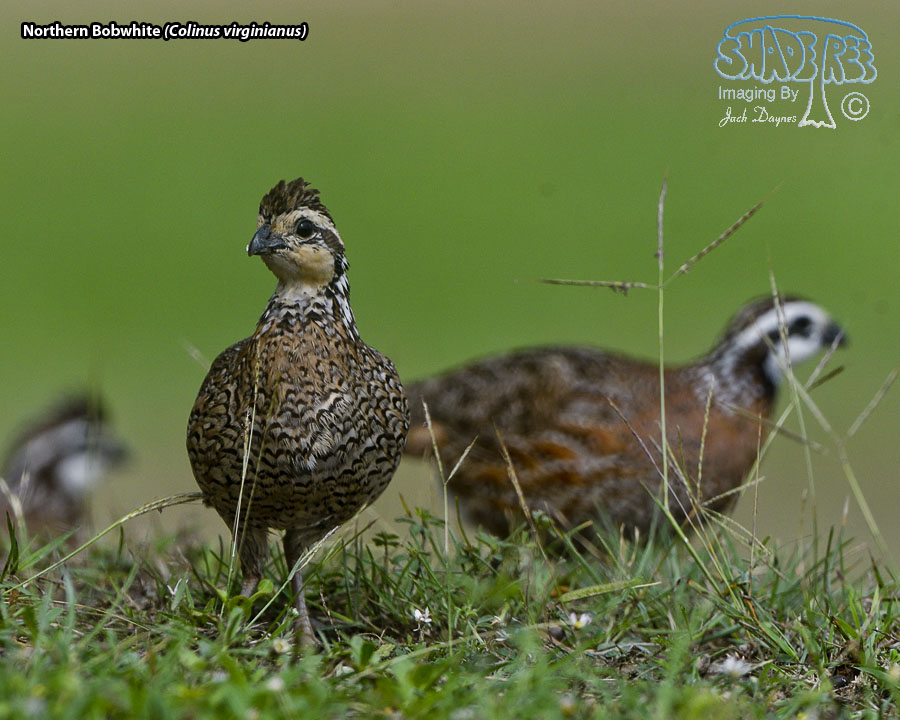 Northern Bobwhite - Colinus virginianus