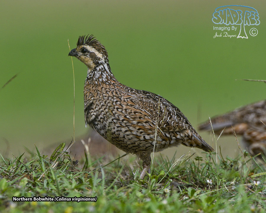 Northern Bobwhite - Colinus virginianus