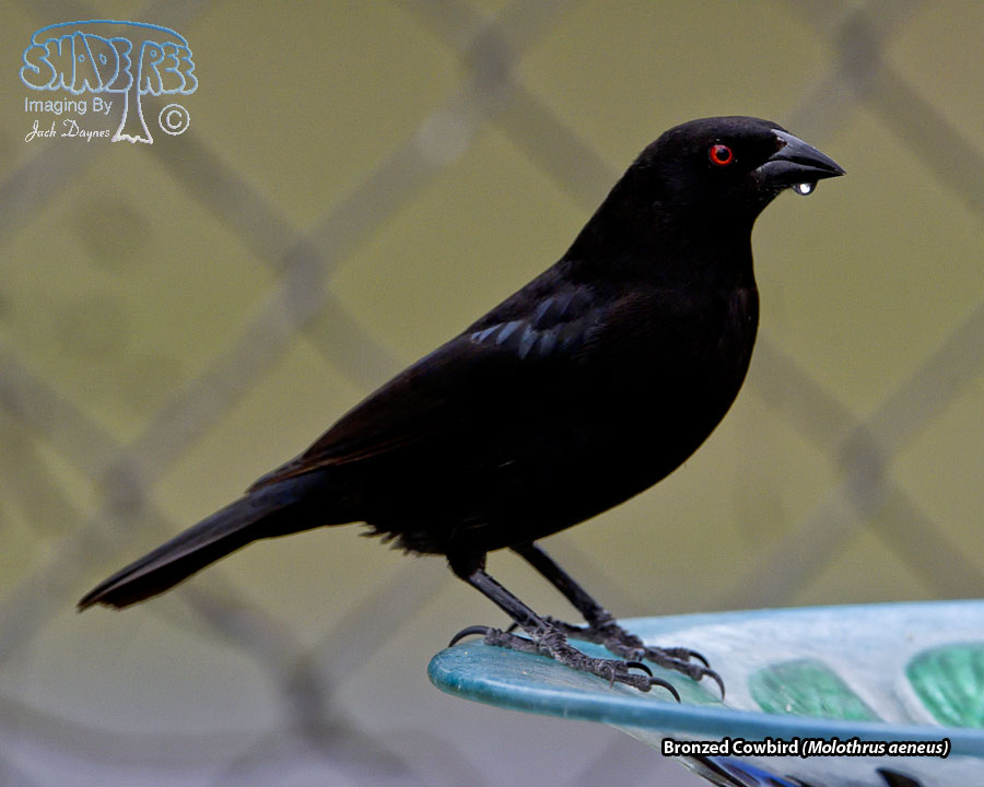 Bronzed Cowbird - Molothrus aeneus