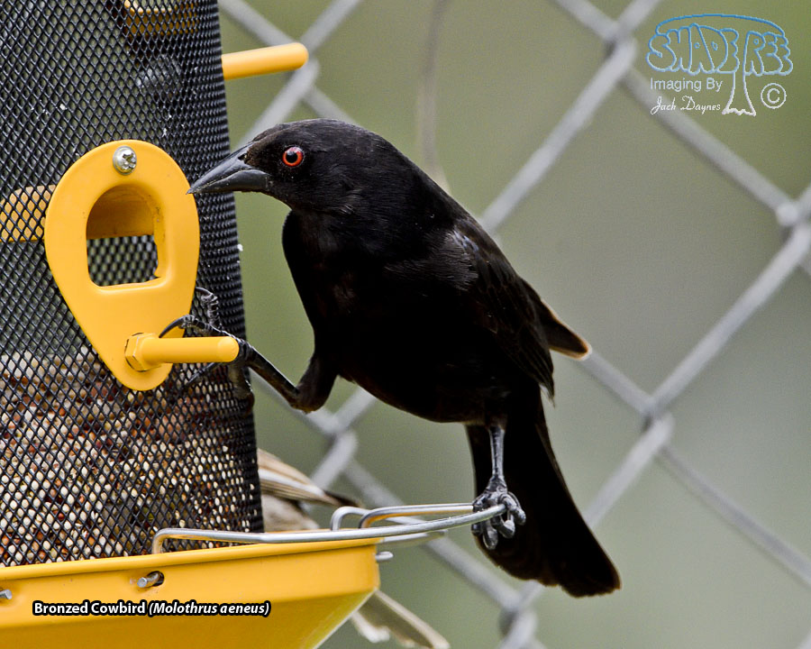 Bronzed Cowbird - Molothrus aeneus