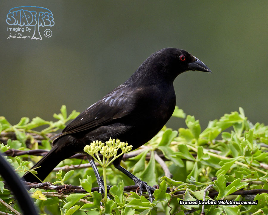 Bronzed Cowbird - Molothrus aeneus