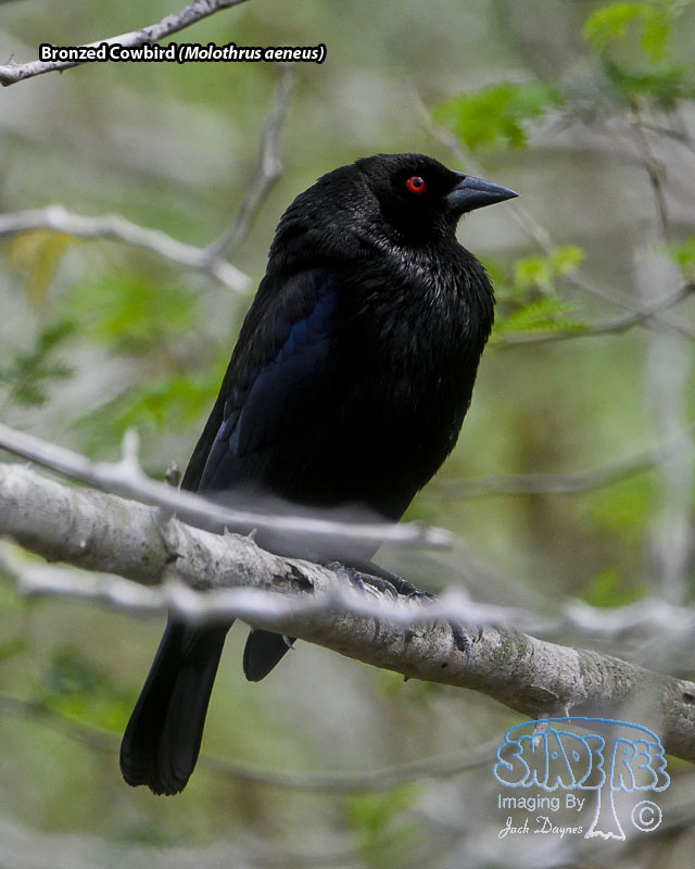 Bronzed Cowbird - Molothrus aeneus