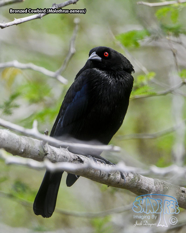 Bronzed Cowbird - Molothrus aeneus