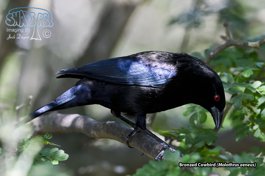 Bronzed Cowbird - Molothrus aeneus