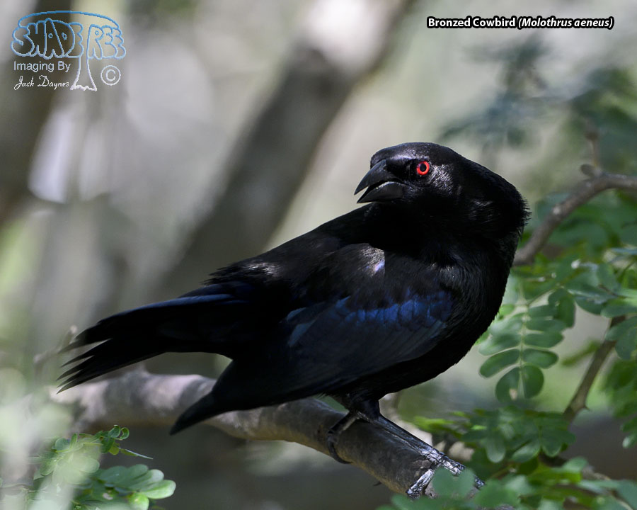 Bronzed Cowbird - Molothrus aeneus