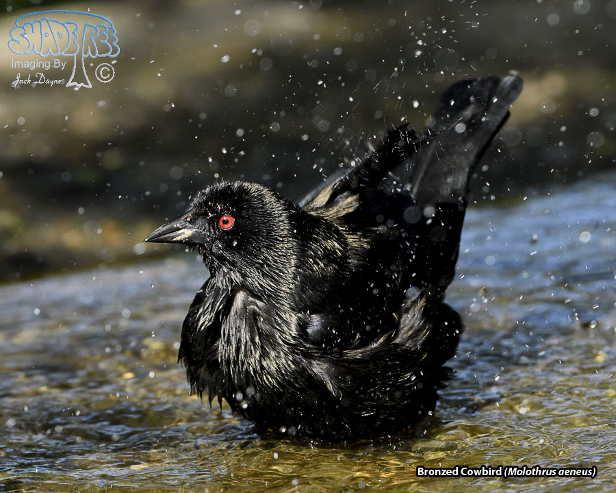 Bronzed Cowbird - Molothrus aeneus