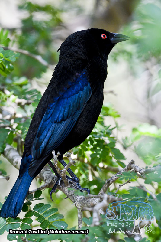 Bronzed Cowbird - Molothrus aeneus