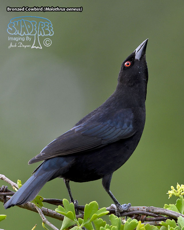Bronzed Cowbird - Molothrus aeneus