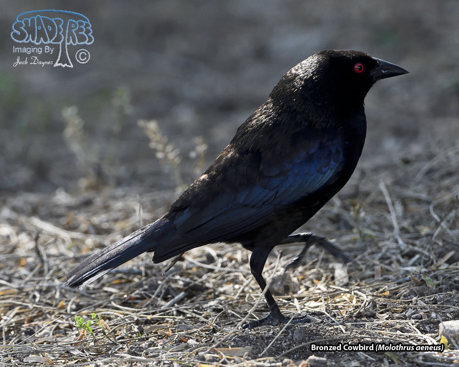 Bronzed Cowbird - Molothrus aeneus