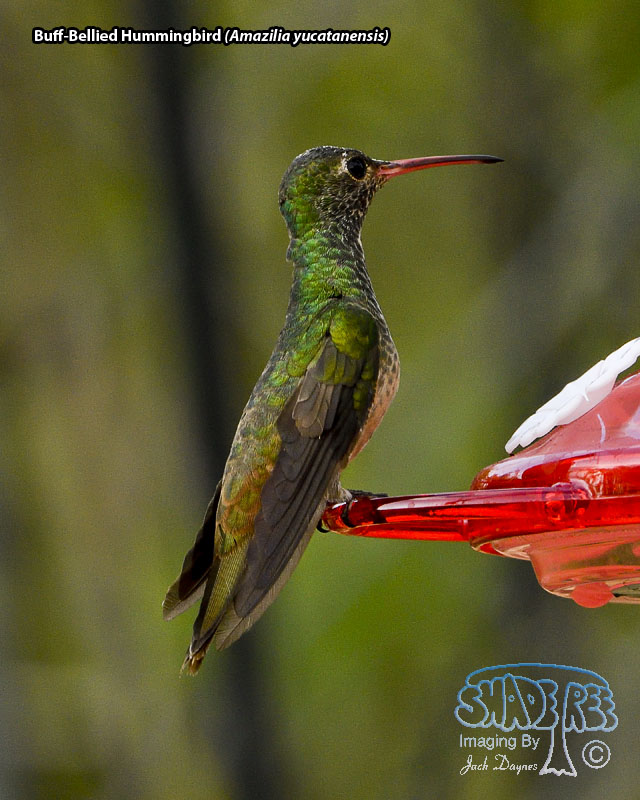 Buff-Bellied Hummingbird - Amazilia yucatanensis